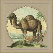 Camel Oasis II - Art Print by AU Exclusives | Movie Poster Prints from Posterazzi