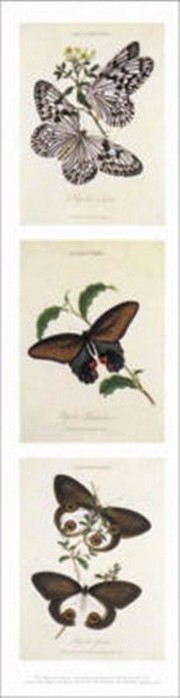 American museum of natural history - Butterflies l Size 6x24 - Art Print | Movie Poster Prints from Posterazzi