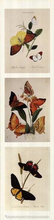 American museum of natural history - Butterflies ll Size 6x24 - Art Print | Movie Poster Prints from Posterazzi