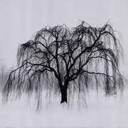 Weeping Tree - Art Print by Harold Silverman | Movie Poster Prints from Posterazzi
