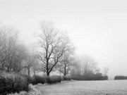 Misty Tree-Lined Field - Art Print by Stephen Rutherford-Bate | Movie Poster Prints from Posterazzi