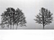 Winter Tree Line II - Art Print by Ilona Wellmann | Movie Poster Prints from Posterazzi