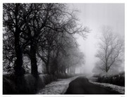 Misty Tree-Lined Road - Art Print by Stephen Rutherford-Bate | Movie Poster Prints from Posterazzi