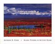 Alaska Tundra In Autumn Glory - Art Print by Anthony Cook | Movie Poster Prints from Posterazzi