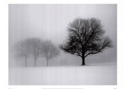 Winter Trees I - Art Print by Ilona Wellmann | Movie Poster Prints from Posterazzi