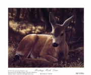 Crista Forest - Resting Mule Deer Size 5x4 - Art Print by Crista Forest | Movie Poster Prints from Posterazzi