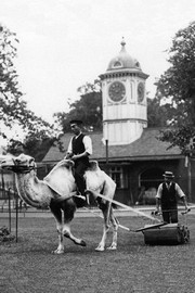 "Working Camel, London" - Art Print | Movie Poster Prints from Posterazzi