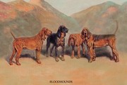 Bloodhounds - Art Print | Movie Poster Prints from Posterazzi