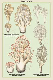 "Edible Fungi: Red-Tipped, Crested  and Pale-Yellow Clavaria" - Art Print | Movie Poster Prints from Posterazzi