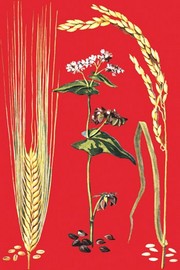 "Grains: Barley, Buckwheat, and Rice #2" - Art Print | Movie Poster Prints from Posterazzi