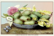 "Dish of Medlars, a Rose, and Almonds" - Art Print by Giovanni Garzoni | Movie Poster Prints from Posterazzi
