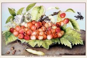 Dish of Cherries With a Bean and a Hornet - Art Print by Giovanni Garzoni | Movie Poster Prints from Posterazzi