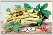 Dish of Broad Beans - Art Print by Giovanni Garzoni | Movie Poster Prints from Posterazzi