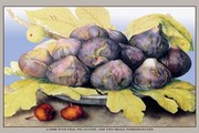 Giovanni Garzoni Dish with Figs, Fig Leaves and Small Pomegranates 18 x 12 Poster Print