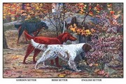 "Gordon Setter, Irish Setter, English Setter" - Art Print by Louis Agassil Fuertes | Movie Poster Prints from Posterazzi