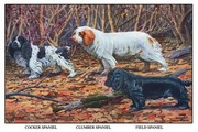 "Cocker Spaniel, Clumber Spaniel, and Field Spaniel" - Art Print by Louis Agassil Fuertes | Movie Poster Prints from Posterazzi