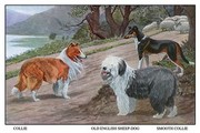 "Collie, Old English Sheep Dog, Smooth Collie" - Art Print by Louis Agassil Fuertes | Movie Poster Prints from Posterazzi