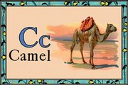 Camel - Art Print | Movie Poster Prints from Posterazzi