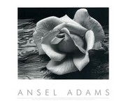 Rose and Driftwood - Art Print by Ansel Adams | Movie Poster Prints from Posterazzi