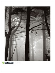 Forest - Art Print by Nicholas Pavloff | Movie Poster Prints from Posterazzi