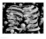 Bond of Union - Art Print by M.C. Escher | Movie Poster Prints from Posterazzi