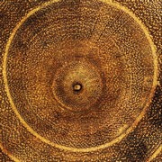 Arboreal Rings I - Art Print by Laurent Pinsard | Movie Poster Prints from Posterazzi
