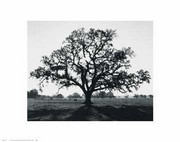 "Oak Tree, Sunrise" - Art Print by Ansel Adams | Movie Poster Prints from Posterazzi