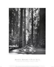 "Redwoods, Founders Grove" - Art Print by Ansel Adams | Movie Poster Prints from Posterazzi