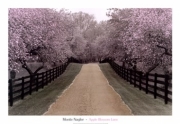 Apple Blossom Lane - Art Print by Monte Nagler | Poster Prints from Posterazzi
