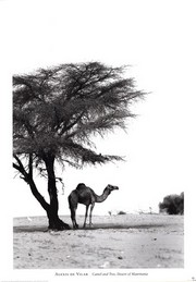 "Camel and Tree, Desert of Mauritania" - Art Print by Alexis De Vilar | Movie Poster Prints from Posterazzi