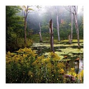 A Misty Morning I - Art Print by Rick Schimidt | Movie Poster Prints from Posterazzi