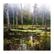 A Misty Morning II - Art Print by Rick Schimidt | Movie Poster Prints from Posterazzi