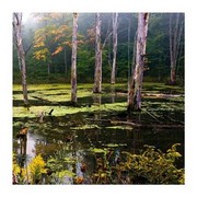A Misty Morning III - Art Print by Rick Schimidt | Movie Poster Prints from Posterazzi