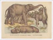 "Animaux d'Afrique, lphant" - Art Print | Movie Poster Prints from Posterazzi