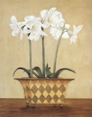 Amaryllis In Checkered Vase - Art Print by John Park | Movie Poster Prints from Posterazzi