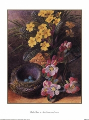 Apple Blossom & Primroses - Art Print by Charles Slater | Movie Poster Prints from Posterazzi