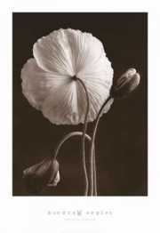 Iceland Poppies II - Art Print by Sondra Wampler | Movie Poster Prints from Posterazzi