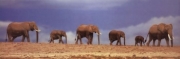 "African Elephant Herd, Kenya" - Art Print | Movie Poster Prints from Posterazzi