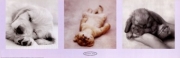 Animal Babies - Art Print | Movie Poster Prints from Posterazzi