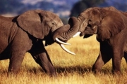 African Elephants Sparring - Art Print | Movie Poster Prints from Posterazzi