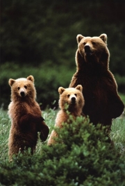 Bears - Art Print | Movie Poster Prints from Posterazzi