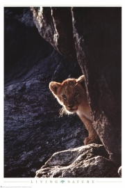 Baby Lion - Art Print | Movie Poster Prints from Posterazzi