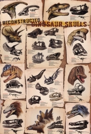 Dinosaur Skulls Reconstructed - Art Print by Anonymous Anonymous | Movie Poster Prints from Posterazzi
