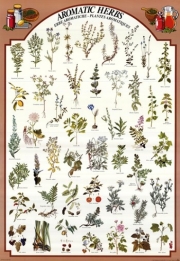 Aromatic Herbs - Art Print | Movie Poster Prints from Posterazzi