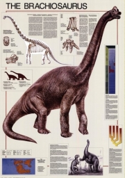 Brachiosaurus - Art Print | Movie Poster Prints from Posterazzi