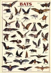 Bats - Art Print | Movie Poster Prints from Posterazzi