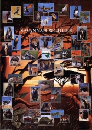 Savannah Wildlife - Art Print | Movie Poster Prints from Posterazzi