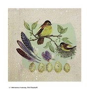 Bird Display #3 - Art Print by Consuelo Gamboa | Movie Poster Prints from Posterazzi