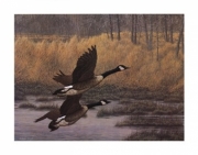 Ducks in Flight - Art Print by Christopher Forrest | Movie Poster Prints from Posterazzi