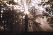 A New Day II - Art Print by Ann Dahlgren | Movie Poster Prints from Posterazzi